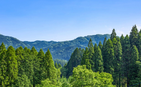 Waldzertifizierung (CoC-Zertifizierung)