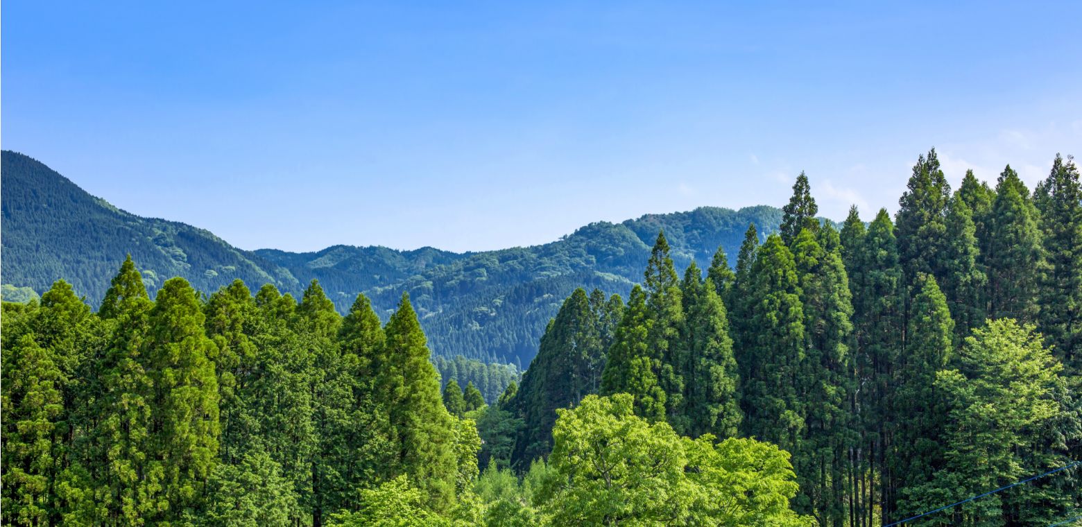 Waldzertifizierung (CoC-Zertifizierung)